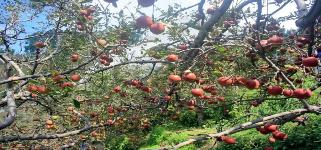 Apple orchards tour in Manali